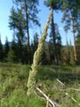 Calamagrostis rubescens 6.jpg