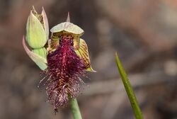 Calochilus stramenicola.jpg