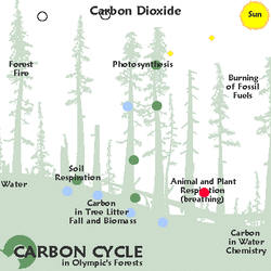 Carbon Cycle-animated forest.gif