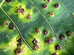 Caryomyia echinata-upperside galls.jpg