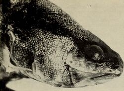 Cataetyx alleni - Image from page 264 of "Annali del Museo civico di storia naturale Giacomo Doria" (1916).jpg