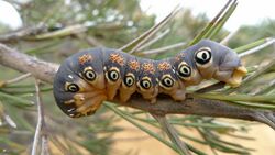 Caterpillar of a Dryandra Moth.jpg