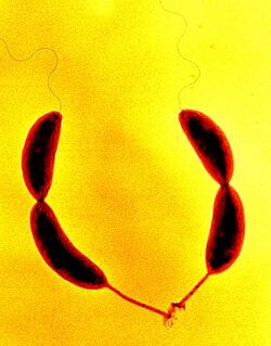 Caulobacter crescentus.jpg
