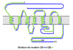 Cb1 cb2 structure.png