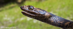 Ccoachwhip, Masticophis flagellum 2.png