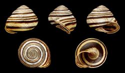 Cepaea vindobonensis 01.JPG