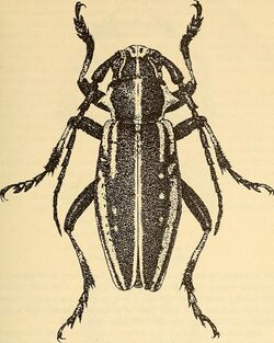 Cerambycidae of Northern Asia (1988) (19967772623).jpg