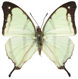 Charaxes khaldeni from CAR.jpg