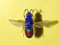 Chrysididae - Chrysis comparata.JPG