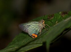 Close wing position of Choaspes furcata Evans, 1932 – Hooked Awlking.jpg