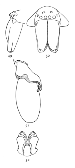 Common Spiders U.S. 049-52.png