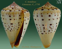 Conus betulinus 2.jpg