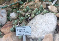 Crassula barklyi - Botanischer Garten, Dresden, Germany - DSC08802.JPG