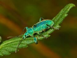 Curculionidae - Phyllobius arborator-1.JPG