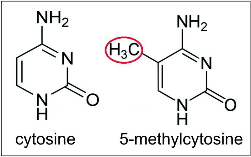 File:Cytosine and 5-methylcytosine.jpg