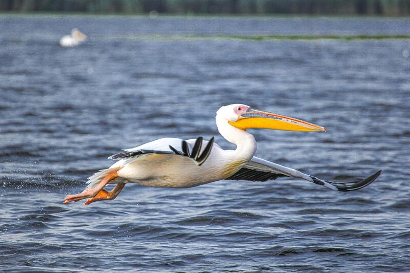 File:Danube Delta pelican flying.jpg