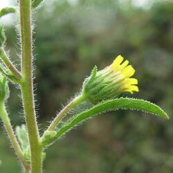 Dittrichia graveolens flower (04).jpg