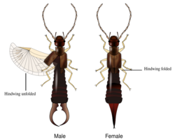 Earwig description.svg