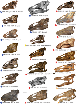 Edmontosaurus skulls.png