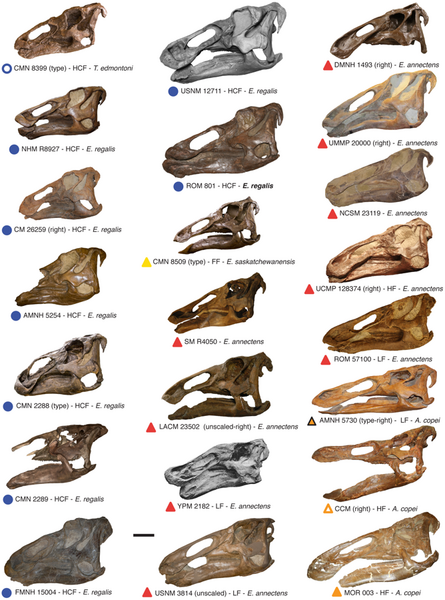 File:Edmontosaurus skulls.png