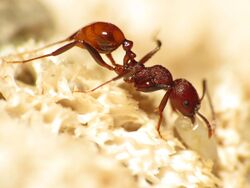 Epic Battle, Ant vs. Maggot - Flickr - treegrow (18).jpg