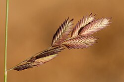 Eragrostis secundiflora - Flickr - aspidoscelis.jpg