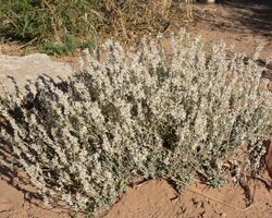 Eriogonum wrightii var wrightii 6.jpg