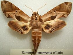 Eumorpha intermedia sjh.JPG