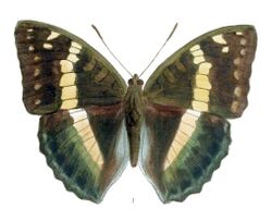 EuthaliaFranciae245 1.jpg