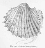 FMIB 50197 Cardium hians Brocchi.jpg