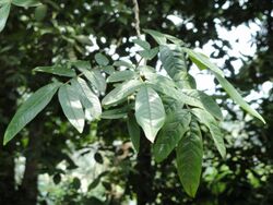 Fraxinus malacophylla - Kunming Botanical Garden - DSC02964.JPG