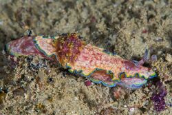 Glossodoris acosti, Unawatuna, Galle, Sri Lanka.jpg