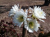 Golden Torch Cactus blooming - 42350044794.jpg