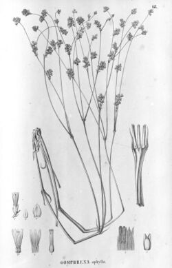 Gomphrena aphylla, Xerosiphon aphyllus.jpg