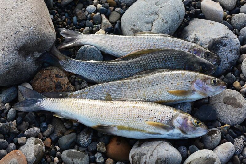 File:Grayling caught in the Colville River. North Slope, Alaska.jpg