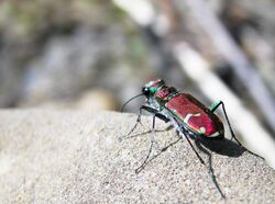 Green-Margined Tiger Beetle.jpg