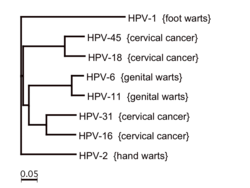 HPV tree 1.png