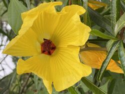 Hibiscus heterophyllus flower image.jpg