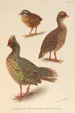 Himalayan Blood Partridge by Henrik Grönvold.png