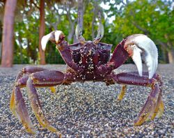 Horned Ghost Crab (8626790684).jpg