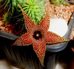 Huernia pillansii N.E.Br. 03.jpg