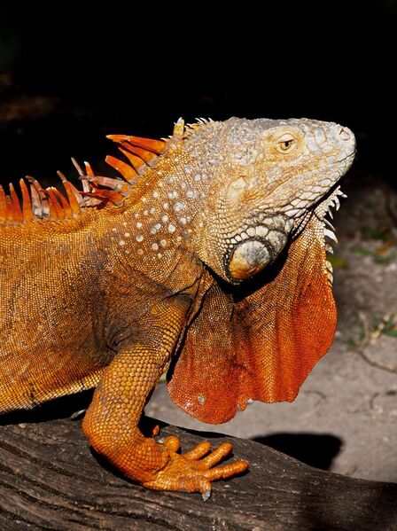 File:Iguana iguana (orange male).jpg