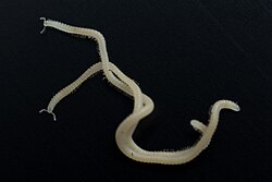 Illacme socal Shear & Marek, 2023, female and male (Siphonophorida, Siphonorhinidae).jpg