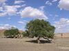 Image-Ulmus pumila (Ulmus gobicus) in Gobi Desert.jpg