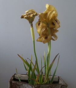 Iris aurantiaca in southern Syria.jpg