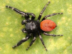 Kaldari Phidippus johnsoni male 02.jpg