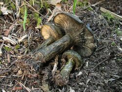 Lactarius olivaceoumbrinus 111155.jpg