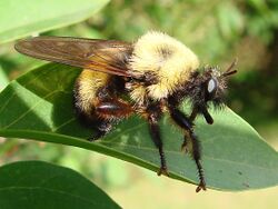 Laphria thoracica - Robber Fly.JPG