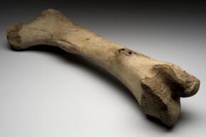Left femur of extinct elephant, Alaska, Ice Age Wellcome L0057714.jpg
