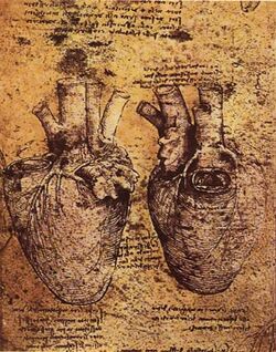 Leonardo da vinci, Heart and its Blood Vessels.jpg